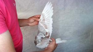 Pigeon image
