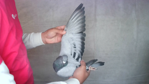 Pigeon image