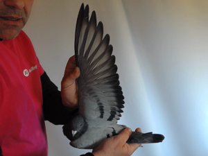 Pigeon image