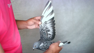 Pigeon image