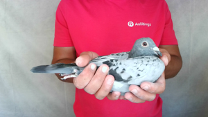 Pigeon image