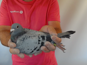 Pigeon image
