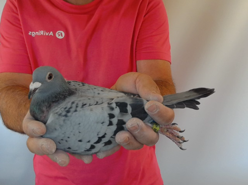 Pigeon image