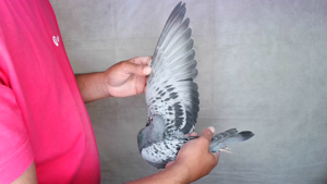 Pigeon image