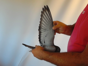Pigeon image