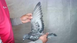 Pigeon image