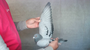 Pigeon image