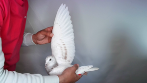 Pigeon image