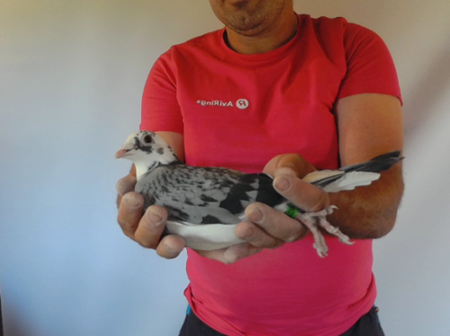 Pigeon image