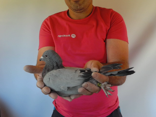 Pigeon image