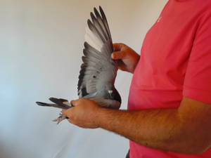 Pigeon image