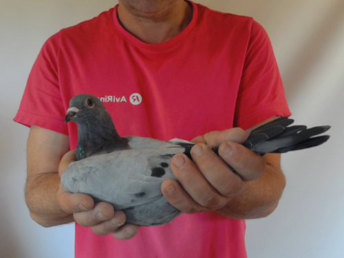 Pigeon image