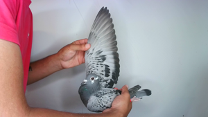 Pigeon image