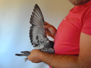 Pigeon image