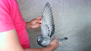 Pigeon image