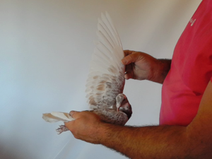 Pigeon image