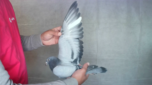 Pigeon image