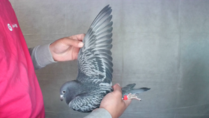 Pigeon image