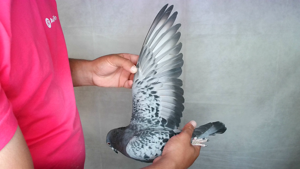 Pigeon image