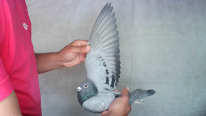 Pigeon image