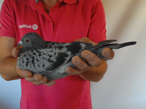Pigeon image