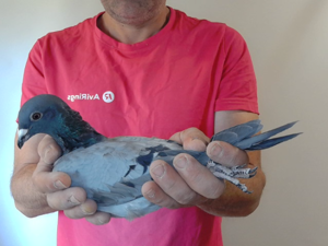 Pigeon image