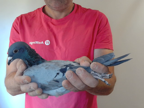 Pigeon image