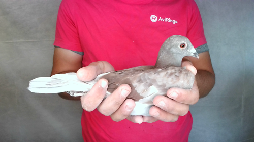 Pigeon image