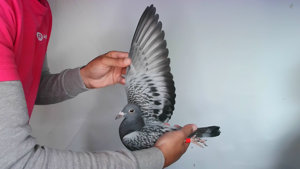 Pigeon image