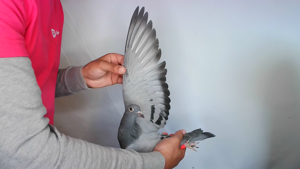 Pigeon image