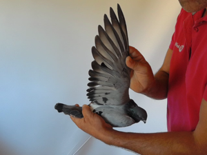 Pigeon image