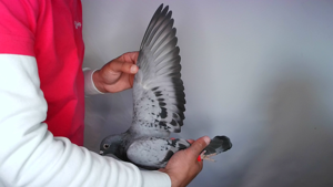 Pigeon image