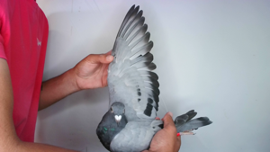 Pigeon image