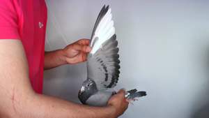 Pigeon image