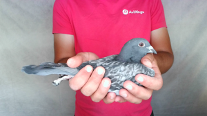 Pigeon image