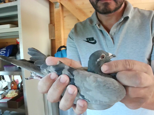 Pigeon image