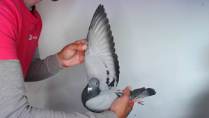 Pigeon image