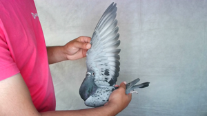 Pigeon image