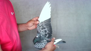 Pigeon image