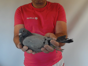 Pigeon image