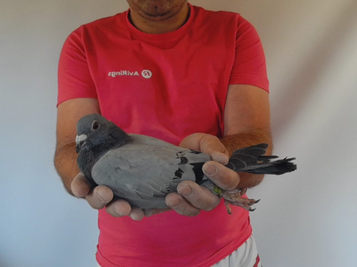 Pigeon image