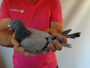 Pigeon image