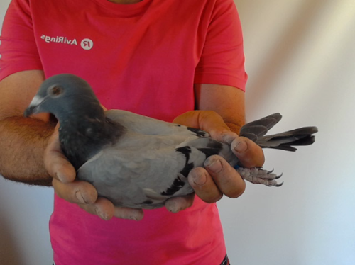 Pigeon image