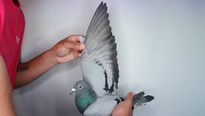 Pigeon image