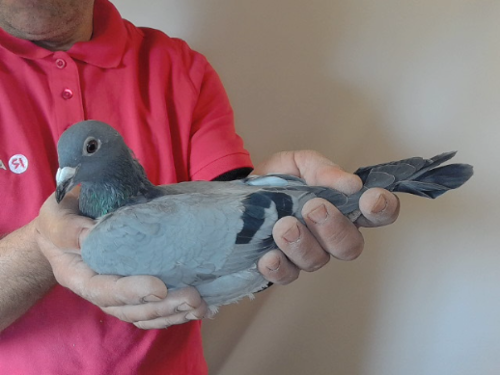 Pigeon image