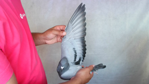 Pigeon image