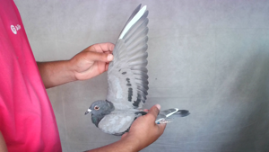 Pigeon image