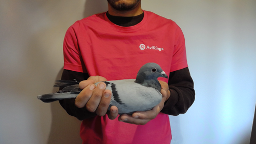 Pigeon image