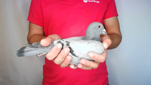 Pigeon image