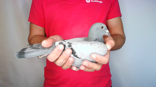 Pigeon image